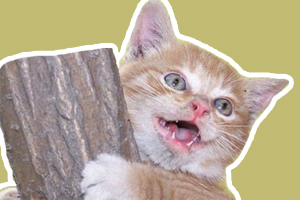 小猫换牙期什么症状