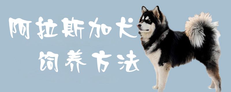 阿拉斯加犬饲养方法1