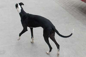 格力犬缺钙如何喂养