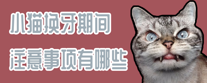 小猫换牙期间注意事项有哪些