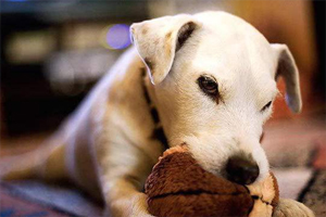 小狗换牙期间注意事项有哪些