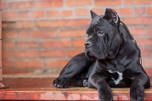 卡斯罗的缺点有哪些