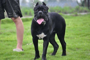 怎么选卡斯罗犬