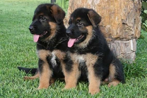 怎么辨别德国牧羊犬