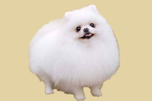 博美怎么样是纯的