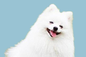 博美怎么训练不咬人