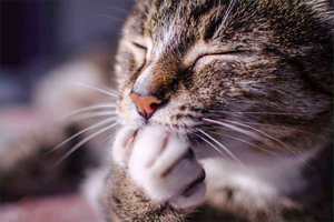 猫咪脚特别热怎么回事