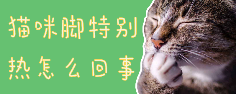 猫咪脚特别热怎么回事