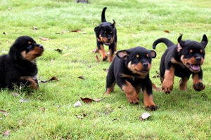 罗威纳冬天怎么洗澡