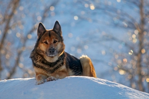 如何给德牧洗澡
