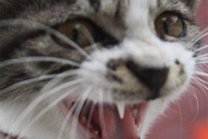 猫咪掉牙齿怎么处理