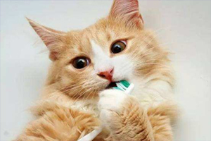 猫咪牙齿发黄怎么处理