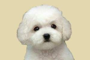 比熊怎么去除泪痕