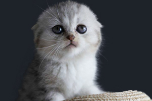 英短猫咪掉毛怎么办