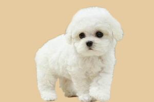 比熊怎么看纯种