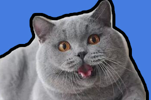 英短猫咪吃什么能长胖