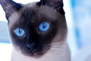 怎么训练暹罗猫 训练暹罗猫的4个方法