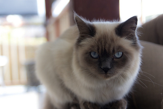 伯曼猫毛发怎么护理 伯曼猫毛发护理技巧