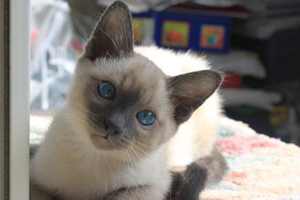 暹罗猫为什么这么臭 暹罗猫臭的解决办法