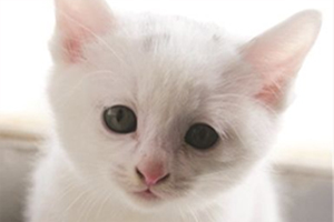 猫咪换牙有什么症状