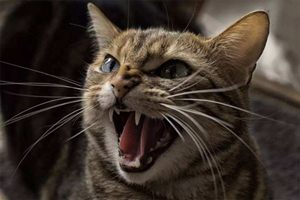 猫咪换牙期吃什么