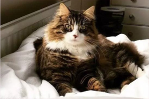 猫咪掉毛是怎么回事