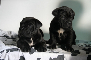 卡斯罗幼犬怎么挑选