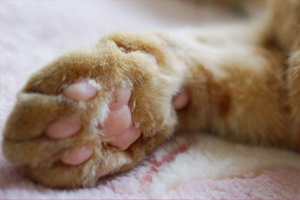 猫咪为什么剃脚毛