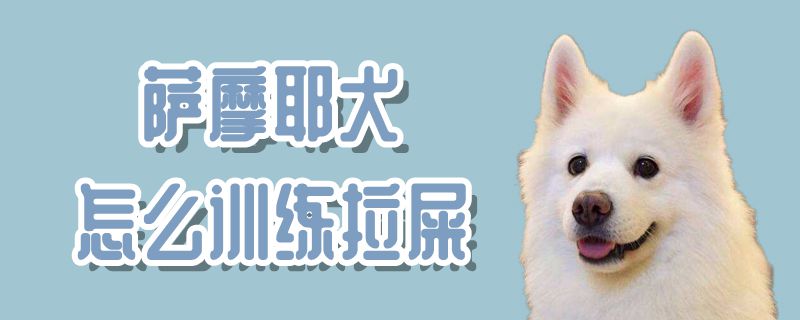 薩摩耶犬怎麼訓練拉屎