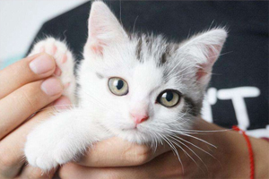 猫咪脚毛怎么修剪