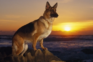 怎么给德国牧羊犬洗澡