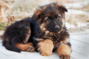 如何饲养德国牧羊犬