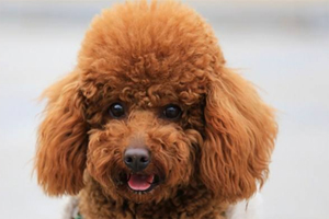 泰迪脚毛修剪教程是什么