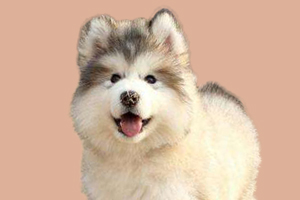 阿拉斯加幼犬怎么喂胖