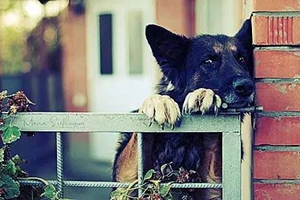 怎么养德国牧羊犬