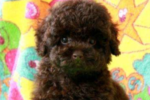 泰迪夹尾巴怎么回事