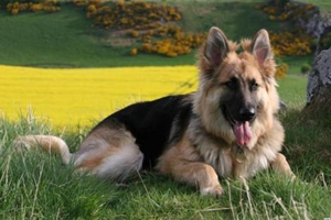 怎么给德牧剪指甲