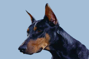 杜宾犬怎么看纯不纯