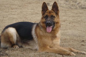 德牧产后吃什么奶水多