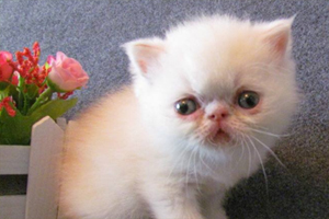 加菲猫为什么会流眼泪