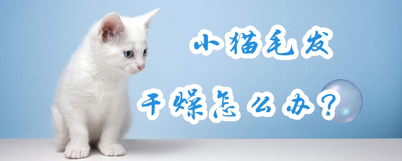 小猫毛发干燥怎么办