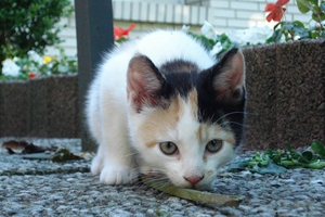 小猫毛发干燥怎么办