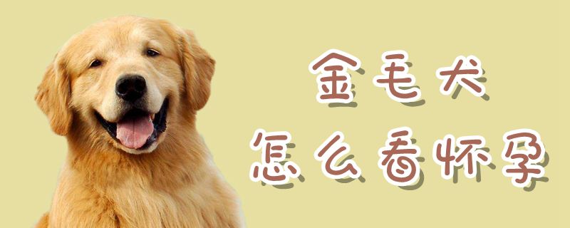 金毛犬怎麼看懷孕