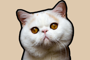 加菲猫为什么掉毛