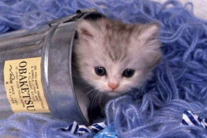 小猫大便干燥怎么办