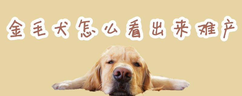 金毛犬怎麼看出來難產