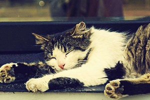 小猫脚上的肉垫有什么作用