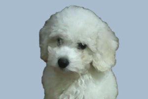 小比熊怎么刷牙