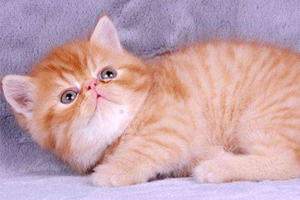 加菲猫掉毛怎么办