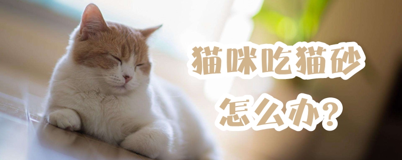 猫咪吃猫砂怎么办